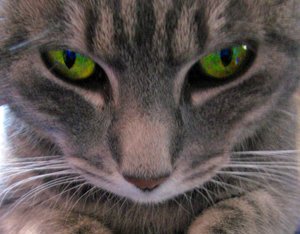 murdercat murdercat